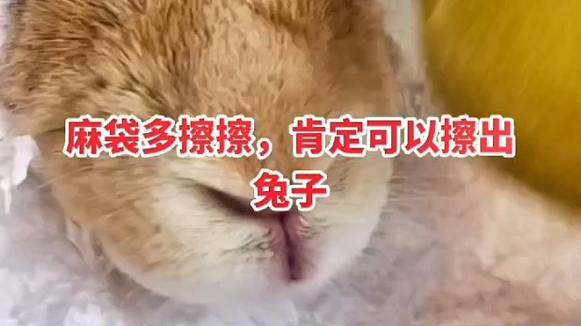 永圆养兔合作社