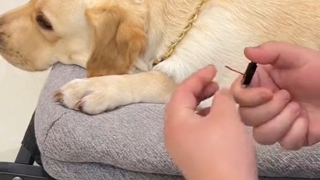 狗:你是闲的无聊