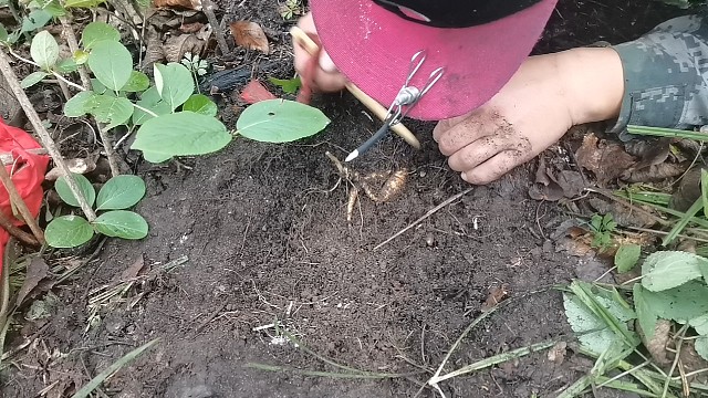 长白山野山参采挖中