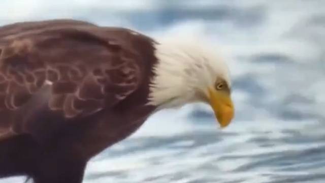 当老鹰遇到了螃蟹，说好的打人不打脸呢？