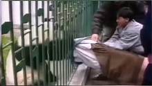 搞笑动物大熊猫袭击人类