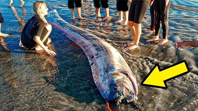 两条5米长大鱼搁浅海边，游客走近一看，却发现并非常物
