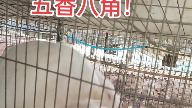 公母兔也争雄，今晚我用五香八角奖输兔。