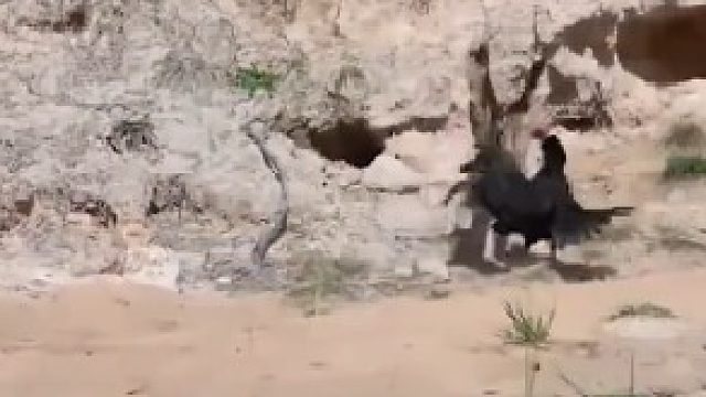 老鹰抓小鸡，反被鸡妈妈狠狠揍一顿