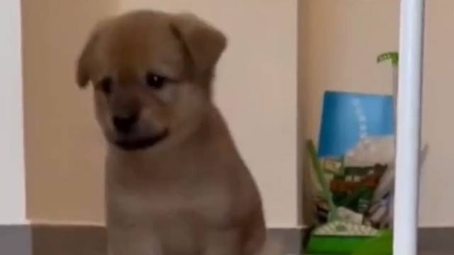 狗狗：忘记嘛纸了