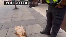 小狗在街上耍赖，四脚朝天不肯走，直到警察叔叔过来“威胁”说，要给它“开罚单”。。。。。。。。