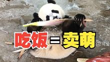 熊猫宝宝的吃相世间独有！连两只脚都要翘起来，就说谁看谁不爱！
