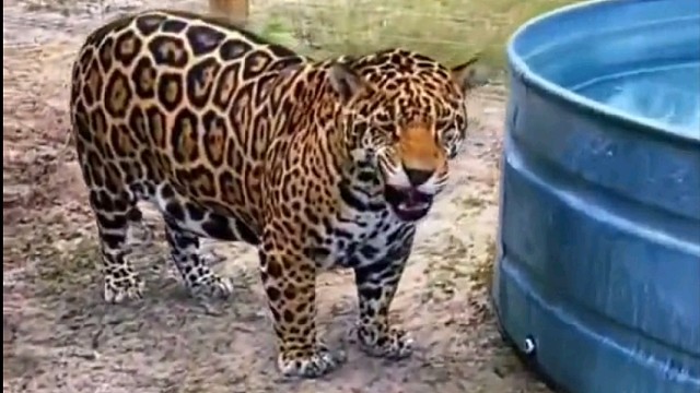 新来的饲养员以前是养猪的