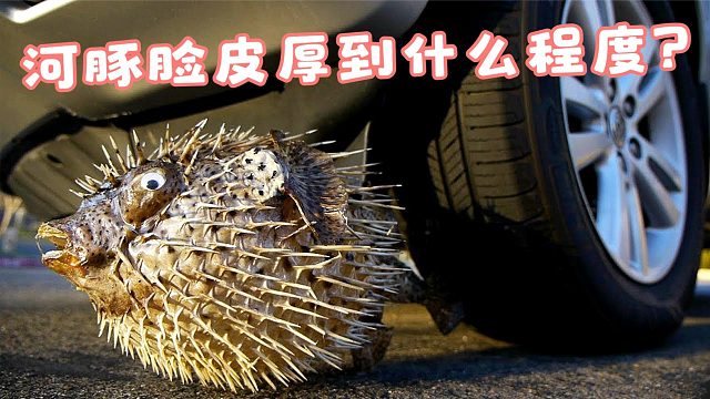 河豚可以脸厚到什么程度？斧子劈不穿，汽车碾不破！