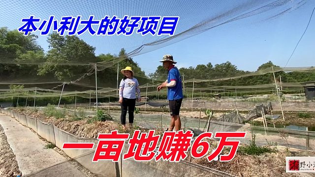 本小利大的好项目，一斤卖30元，亩产达6000斤年入50万，超暴利！