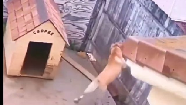 狗子：我说我不是故意的，你信不