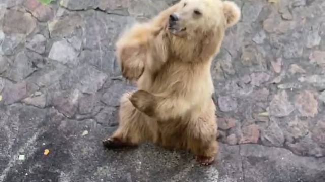 熊大熊二的日常