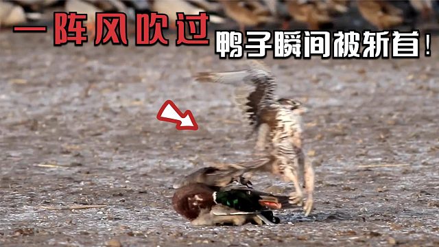 时速386千米，它轻轻掠过鸭子头顶，瞬间就将其毙命！