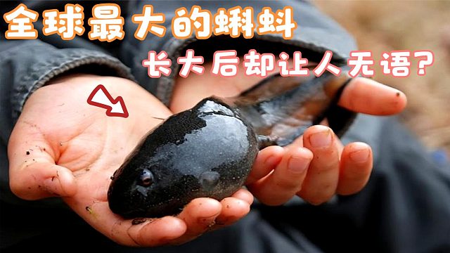 全球最大的蝌蚪，长大后却让人很无语，连科学家都搞得一头雾水！