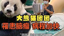 大陆赠台大熊猫罹患脑瘤，当地官员竟说快拿回去，点燃两岸民众怒火！