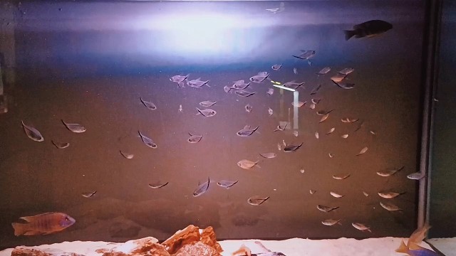 又加了五十条，为了看群游