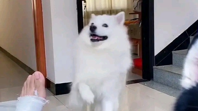 人倒霉了狗都欺负