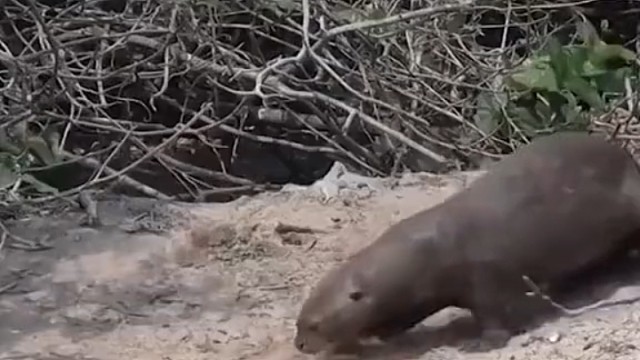 鳄鱼为什么不敢吃它？