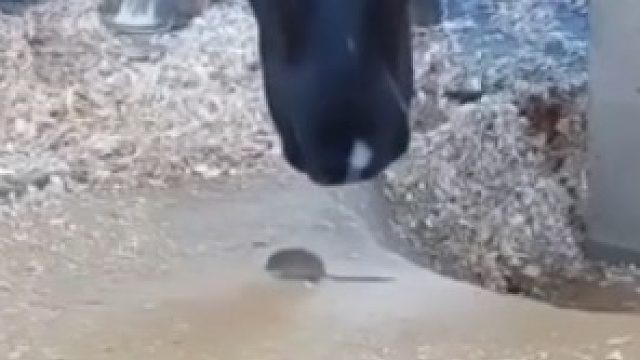 马吃掉一只小老鼠补充蛋白质。