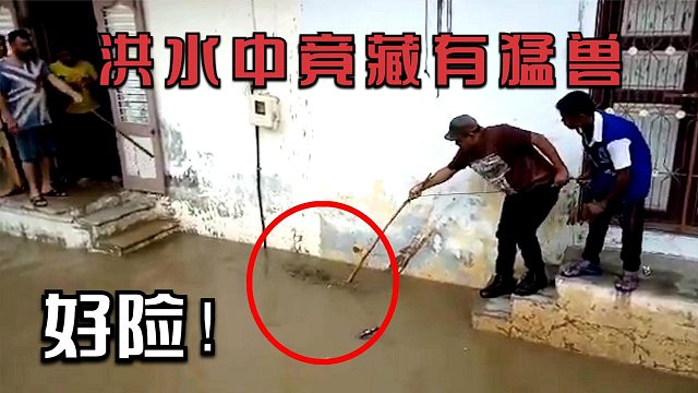 洪水过后，大叔发现家门前有“黑影”游动，看清后吓出一身冷汗！