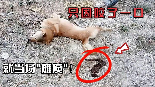本以为是老鼠，狗子一口下去发现不对劲，下一秒当场“瘫痪“！