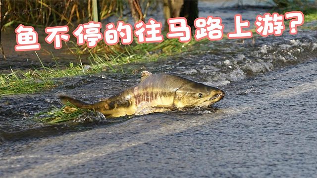 马路上不断有鱼游上来，路过汽车纷纷停车让行，这是怎么回事？