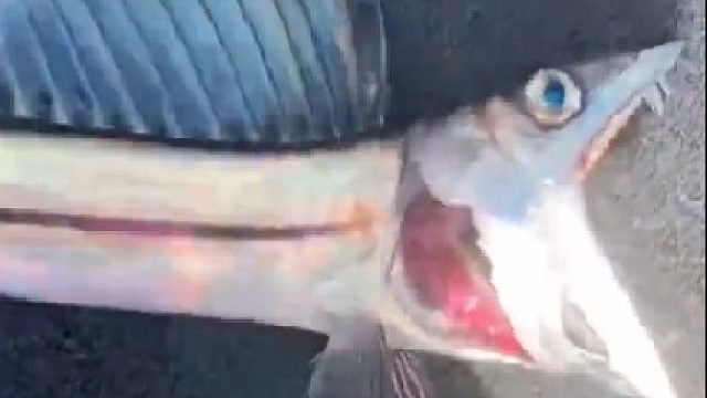 它这是怎么了，钓上来就表现很痛苦