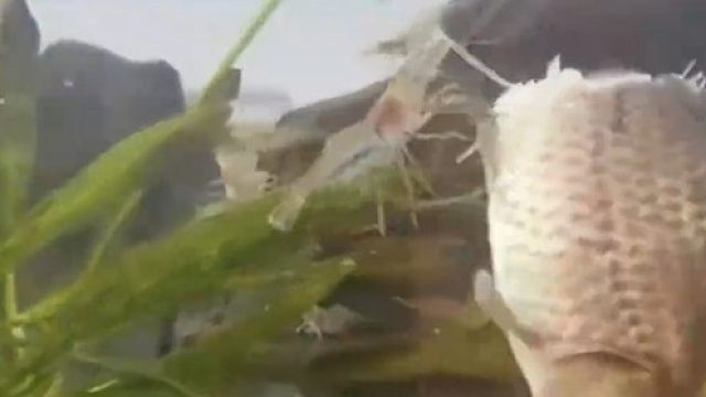 网友发现自家的鱼身体只剩一半，竟是虾把它吃了