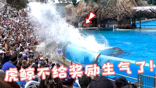 表演后不给奖励虎鲸怒了，在场上万观众集体遭殃，镜头记录全过程