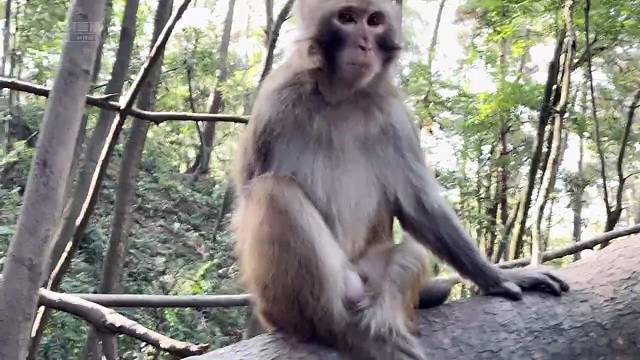 不愧是猴！动作敏捷很是机灵