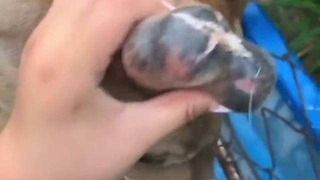 梅花鹿的鹿茸温度很高，得和它多盘盘多处处，割鹿茸才方便！