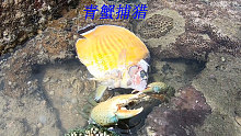 阿平赶海抓到了在捕鱼的青蟹，之后还抓了海鳗和八爪鱼