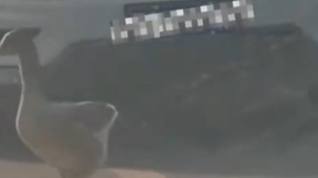 女子偶遇“碰瓷大鹅”，车去哪儿它往哪儿走#生活趣事