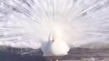 白孔雀飞翔，这罕见的一幕你会分享给谁呢