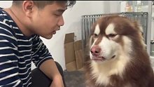 这狗看上去多少有点不服哈哈