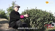 第56集 台湾的茶农追着株洲的梦