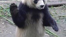 成精了！熊猫站起来打招呼了