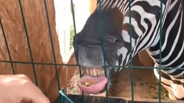 原来斑马吃东西是这样的，舌头像一个小碗放食物，斑马：自己带碗，方便卫生