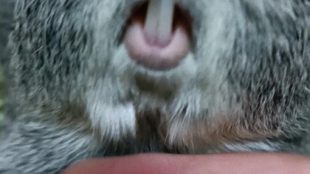 大耗子…牙很白啊…