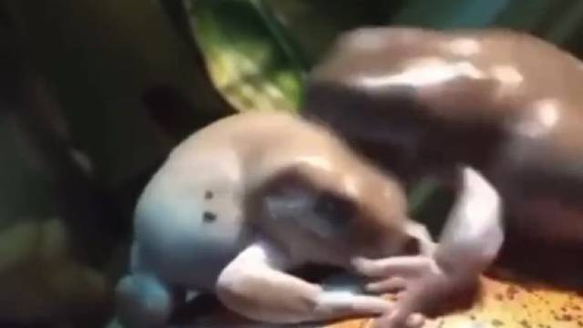 你抢我东西吃，看我不打死你