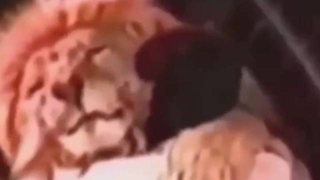 马戏团的狮子突然生气了