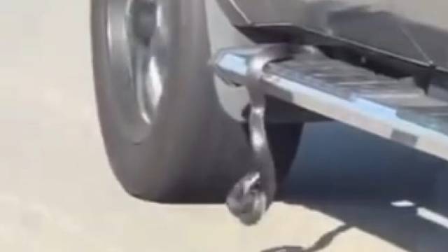 救命，蛇快挂不住了