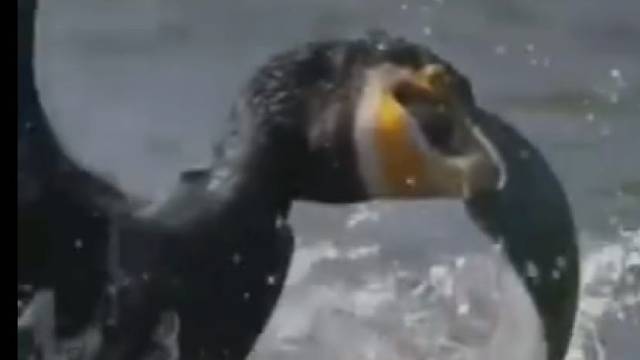 一口吞下一条鱼，大喉咙