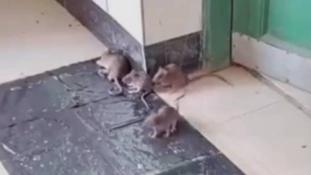 粘鼠板粘老鼠，来一只粘一只