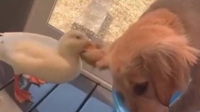 小鸭的玩水的盆被大金毛占用了，小鸭非常生气，一直狂揪着金毛的耳朵“你快给我出来！”