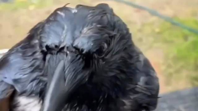 小伙救助了一只落汤乌鸦，没想到乌鸦用这种方式报答