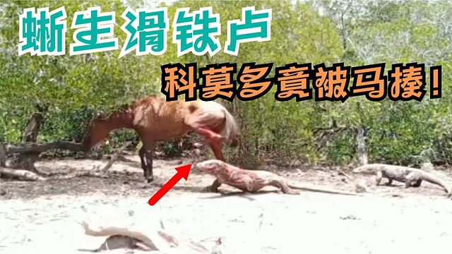 科莫多巨蜥捕食野马，被“砰”一声踢中脑门，巨蜥：我去，草率了