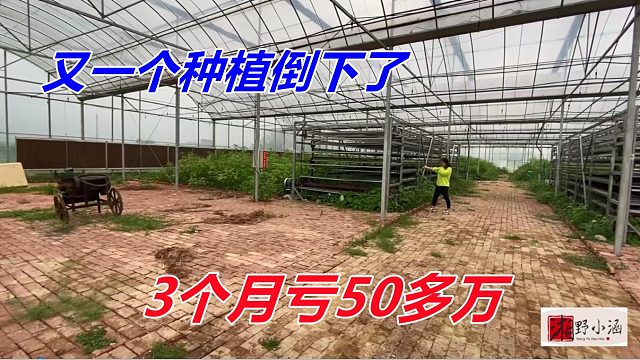 又一个暴利种植倒下了，投了50多万，3个月败光了，想做赶紧收手！