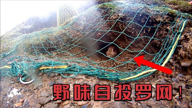 男子洞前放一张网，下一秒一只“野味”就冲了出来，太惊喜了