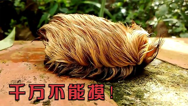 千万注意！要是在野外触碰到它处理不慎，就会危及到生命安全